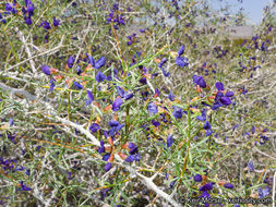 Image de Psorothamnus schottii (Torr.) Barneby