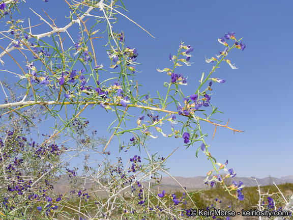 Image de Psorothamnus schottii (Torr.) Barneby