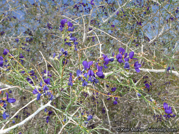 Image de Psorothamnus schottii (Torr.) Barneby