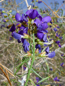 Image de Psorothamnus schottii (Torr.) Barneby