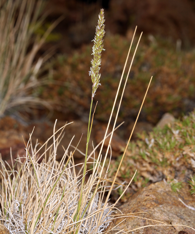 Image of June grass