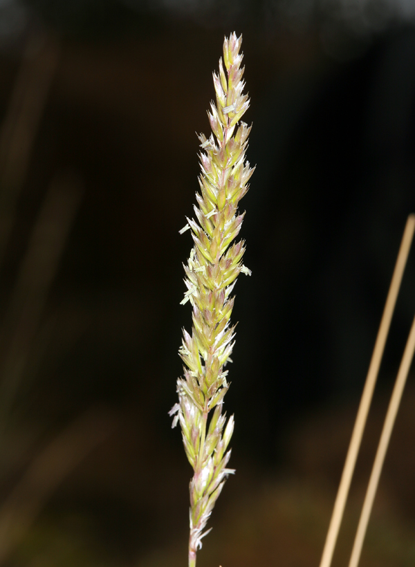 Image of June grass