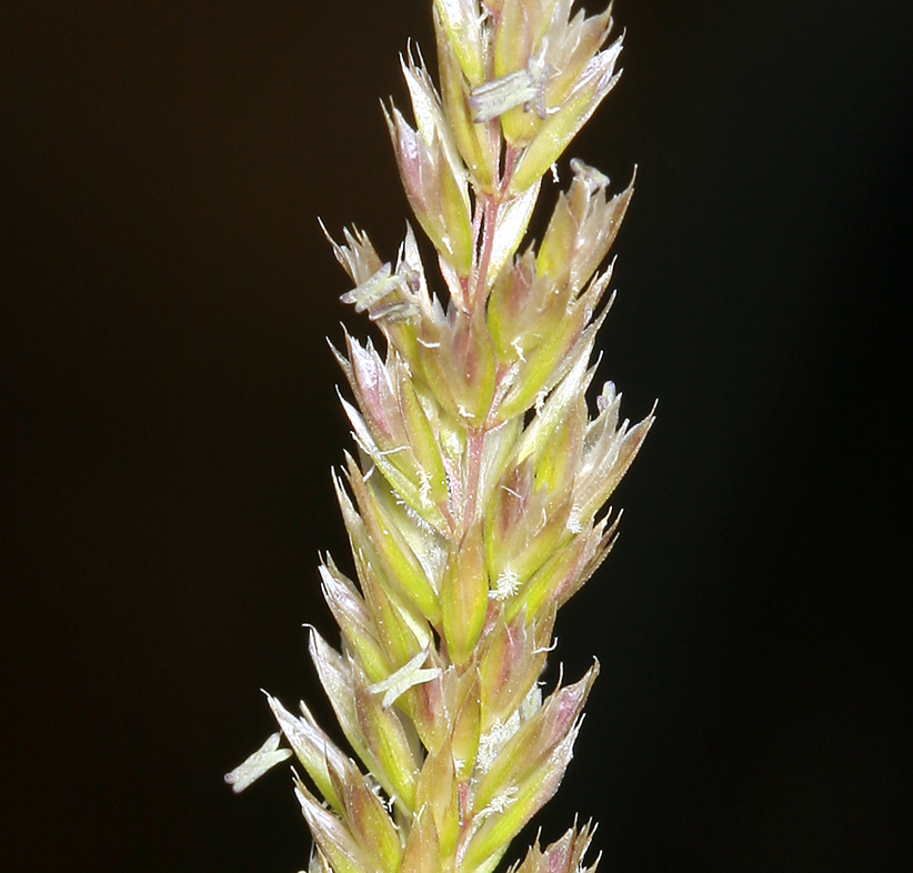 Image of June grass