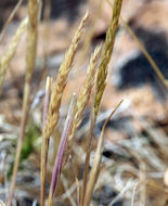 Image of June grass