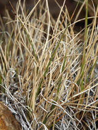 Image of June grass