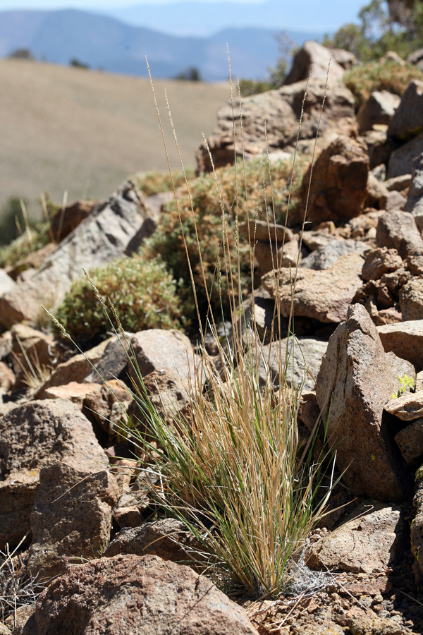 Image de Festuca kingii (S. Watson) Cassidy