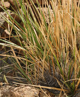 Image de Festuca kingii (S. Watson) Cassidy