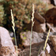 Image de Festuca kingii (S. Watson) Cassidy