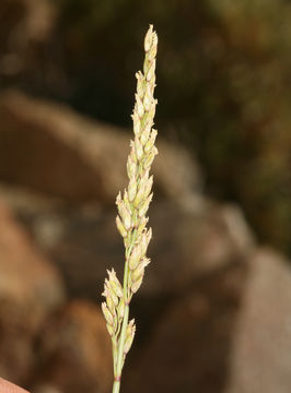 Image of spike fescue