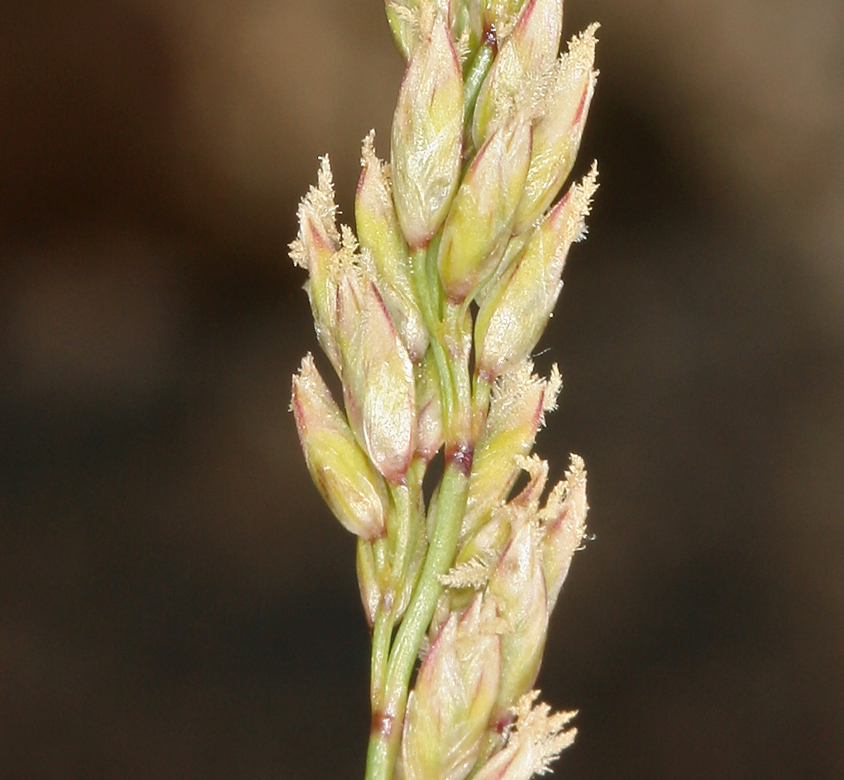 Image de Festuca kingii (S. Watson) Cassidy