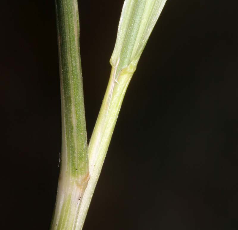 Image de Festuca kingii (S. Watson) Cassidy