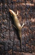 Image of Southeastern Five-lined Skink