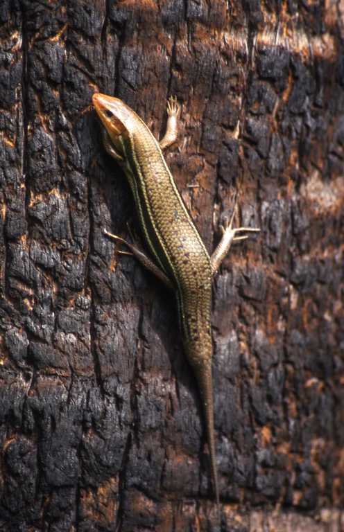 Image of Southeastern Five-lined Skink