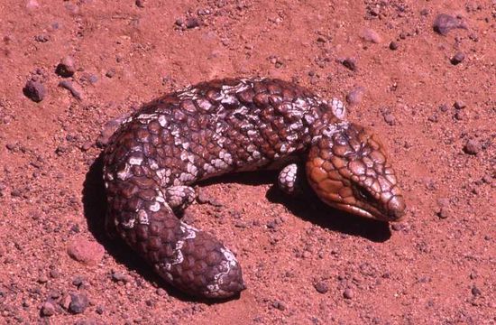 Image of Pinecone lizard