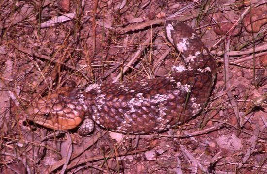 Image of Pinecone lizard