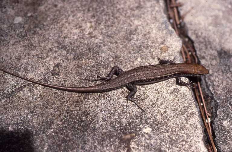 Sivun Trachylepis elegans Peters 1854 kuva