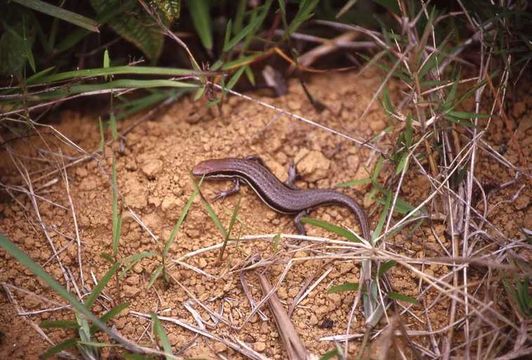 صورة Trachylepis gravenhorstii (Duméril & Bibron 1839)