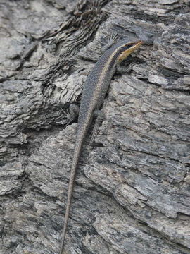 Image of Trachylepis striata (Peters 1844)