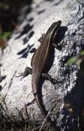 Sivun Trachylepis punctatissima (Smith 1849) kuva