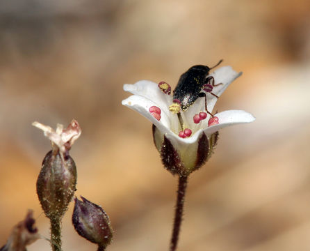 Слика од Eremogone kingii var. glabrescens (S. Wats.) Dorn