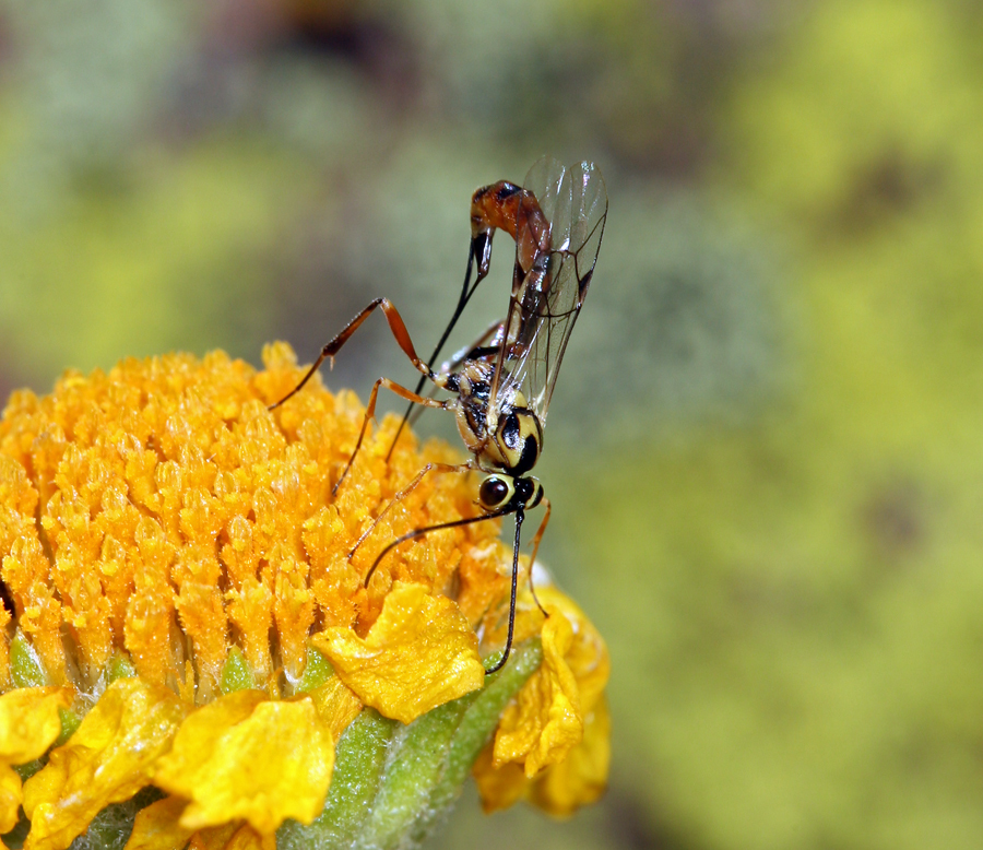 Image of Cooper's rubberweed