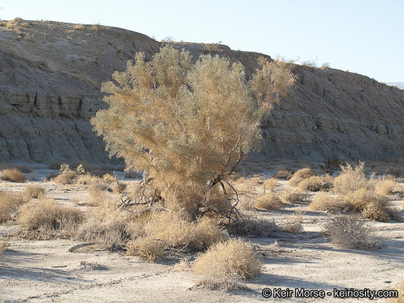 Sivun Psorothamnus spinosus (A. Gray) Barneby kuva