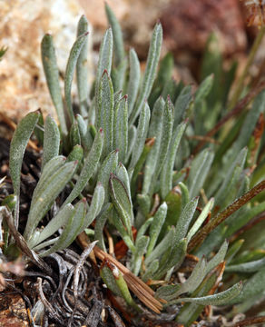 Image of hoary groundsel