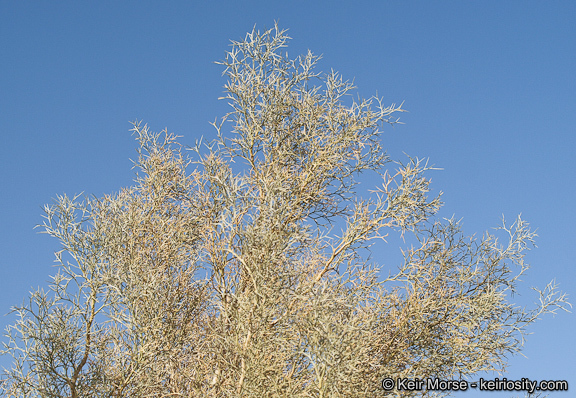 Sivun Psorothamnus spinosus (A. Gray) Barneby kuva