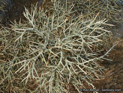 Sivun Psorothamnus spinosus (A. Gray) Barneby kuva