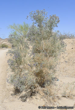 Sivun Psorothamnus spinosus (A. Gray) Barneby kuva