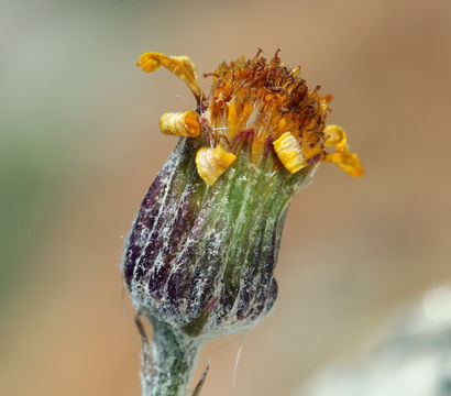 Image of hoary groundsel