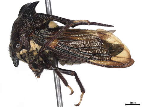 Image of Campylocentrus