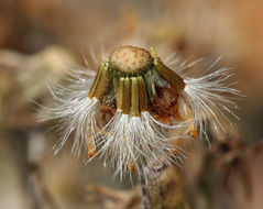 Sivun Packera werneriifolia (A. Gray) W. A. Weber & Á. Löve kuva