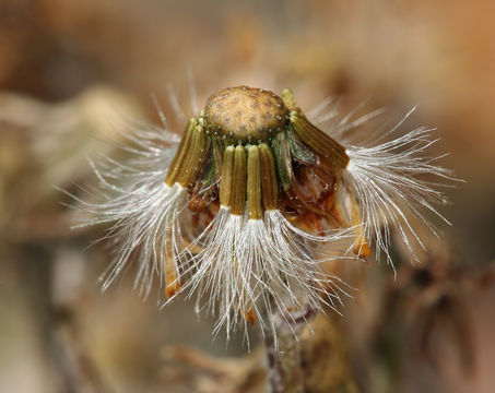 Image of hoary groundsel