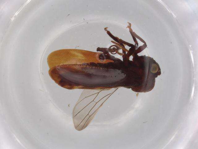 صورة Aetalionidae