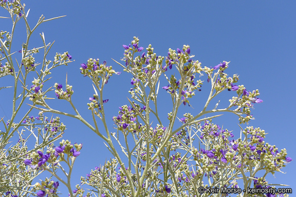 Sivun Psorothamnus spinosus (A. Gray) Barneby kuva