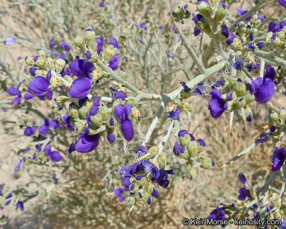 Sivun Psorothamnus spinosus (A. Gray) Barneby kuva