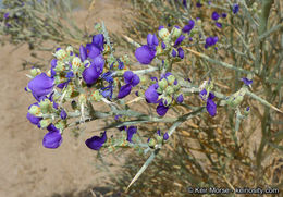 Sivun Psorothamnus spinosus (A. Gray) Barneby kuva