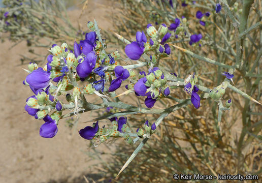 Sivun Psorothamnus spinosus (A. Gray) Barneby kuva