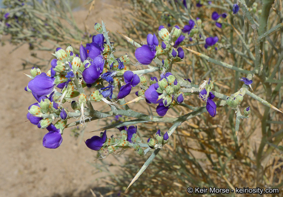 Sivun Psorothamnus spinosus (A. Gray) Barneby kuva