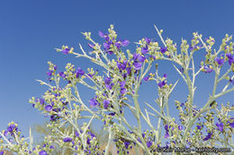 Sivun Psorothamnus spinosus (A. Gray) Barneby kuva