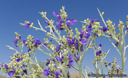 Sivun Psorothamnus spinosus (A. Gray) Barneby kuva