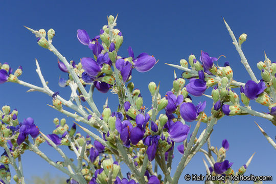 Sivun Psorothamnus spinosus (A. Gray) Barneby kuva