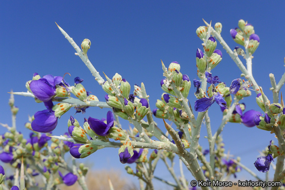 Sivun Psorothamnus spinosus (A. Gray) Barneby kuva