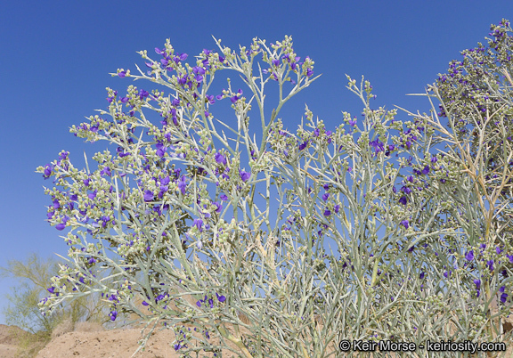 Sivun Psorothamnus spinosus (A. Gray) Barneby kuva