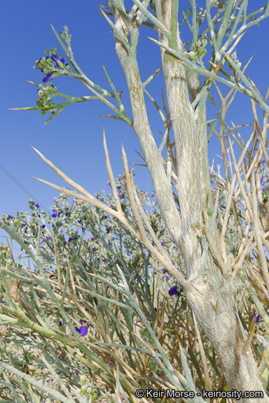 Sivun Psorothamnus spinosus (A. Gray) Barneby kuva