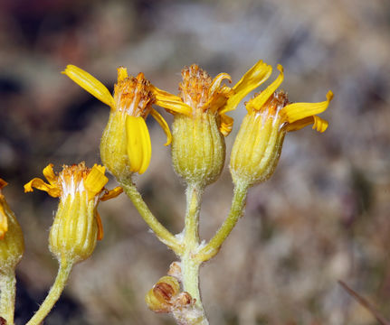 Image of woolly groundsel