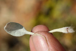 Image of woolly groundsel