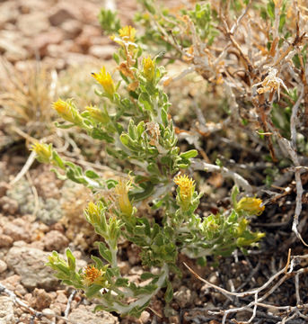 Image of whitestem goldenbush