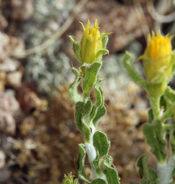 Ericameria discoidea (Nutt.) G. L. Nesom resmi